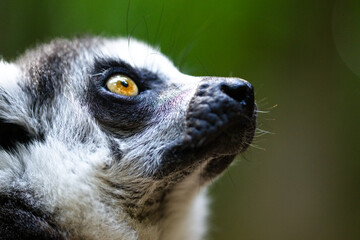 lemur portrait
