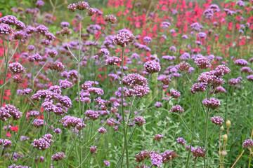 Obraz premium Purple Verbena bonariensis, also known as blue vervain ‘Buenos Aires’ in flower.