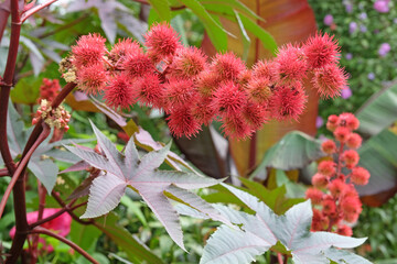 The orange seeds of Ricinus communis, the castor bean or castor oil plant.