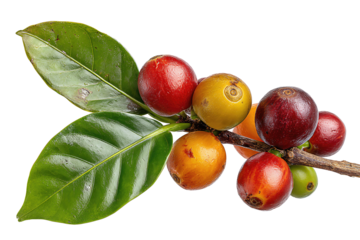 Short coffee twig bearing cherries of multiple hues from unripe green to deep burgundy, with vein-detailed leaves and dimpled fruit skins, isolated on transparent background.
