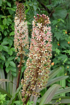 Cream and pink Eucomis comosa, dwarf pineapple lily, &lsquo;Sparkling Burgundy&rsquo; in flower.