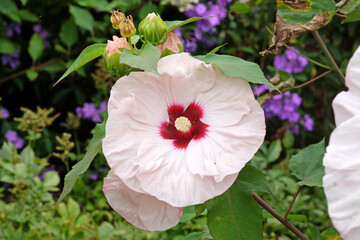 Pink and white Hibiscus rose mallow ‘Cherry Cheesecake’ in flower.