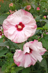Pink and white Hibiscus rose mallow ‘Cherry Cheesecake’ in flower.