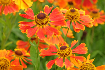 Orange and red Helenium ‘Waltraut’, sneezweed, in flower.
