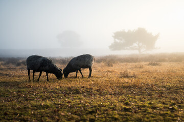 Sheep grazing on the moor at sunrise. The moor in the morning mist.