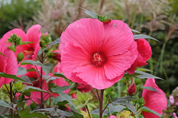 Giant red Hibiscus moscheutos, Trangri ‘Planet Griotte’, rose mallow in flower.