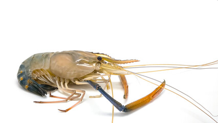 Fresh river prawns isolated on white background. Big freshwater prawns. River prawns for cooking.