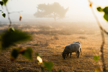 Sheep grazing on the moor at sunrise. The moor in the morning mist.