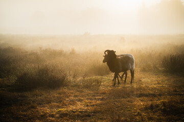 Sheep grazing on the moor at sunrise. The moor in the morning mist.