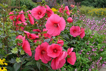 Giant red Hibiscus moscheutos, Trangri ‘Planet Griotte’, rose mallow in flower. © Alexandra
