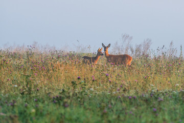 Doe and fawn in a misty autumn landscape at dawn. A serene early morning scene with soft fog, showcasing the gentle bond between mother and baby deer in the peaceful wilderness.