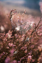 A beautiful sunrise on the heath. Cobwebs on the heather flowers in the sunlight.