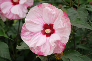 Pink and white Hibiscus rose mallow ‘Cherry Cheesecake’ in flower.