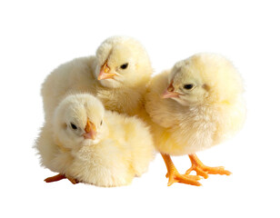 Obraz premium Group of Chicks in Minimal Arrangement