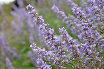 Obraz premium Vitex agnus castus, purple chaste tree, in flower.