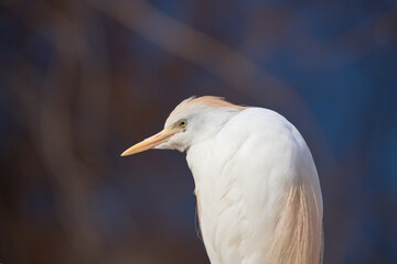 Closeup of a Bird in Profile