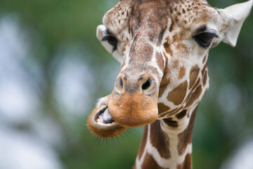 Close-Up of a Reticulated Giraffe