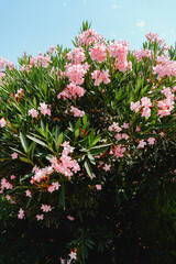 Obraz premium Beautiful flowering oleander bush with pink blooms under clear blue sky on a sunny day