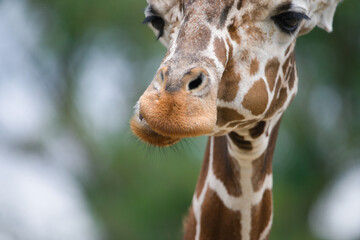 Close-Up of a Reticulated Giraffe