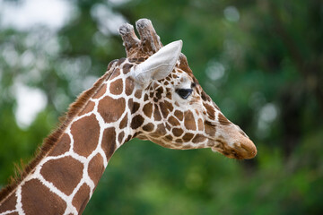 Profile of a Reticulated Giraffe