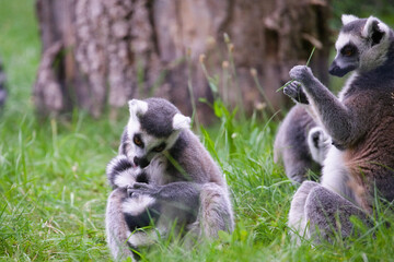 Family of Ring Tailed Lemurs in Nature