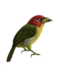 Fototapeta premium red-headed-barbet--eubucco-bourcierii--femal