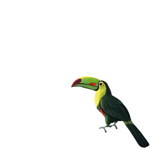 Fototapeta premium toucan-sitting-on-the-branch-in-the-forest--gree (1)