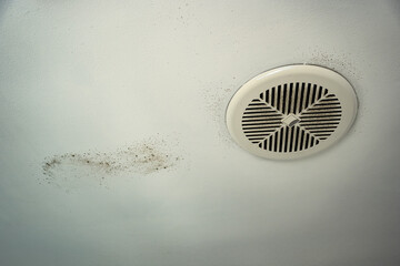 dampness mold ventilation fungus