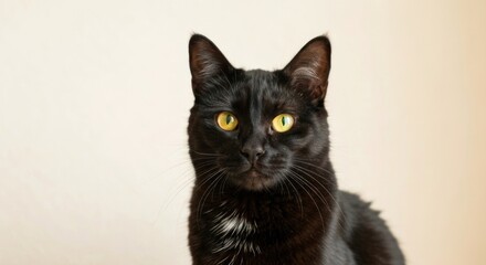 Obraz premium Black cat portrait against a light beige background