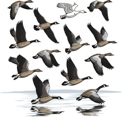 Isolated a kinds of deferent geese flying on the lake vector art with white background. © Akhi