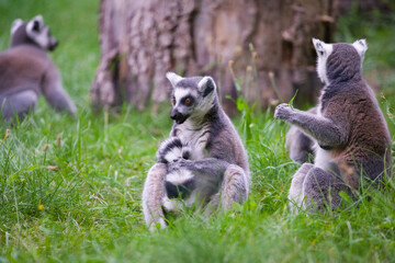 Ring Tailed Lemur Playing in Grass