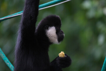 White Cheeked Gibbon Enjoying a Snack