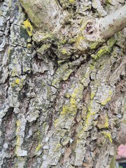 Natural Abstract Background of Tree Bark