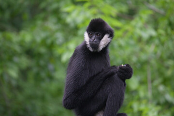 White-Cheeked Gibbon in Nature Setting