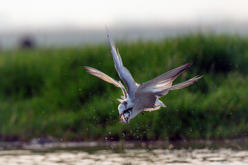 Two Birds in Mid-Air Interaction Over Water with Fish