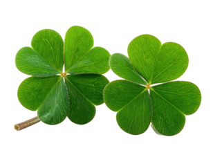 Two vibrant clover leaves, sharply focused against black
