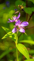 Close-up of purple flowers and buzzing bees