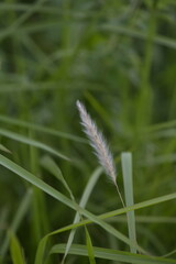 wild flowers in the grass, white fountain grass with grass nature background, green environment. 