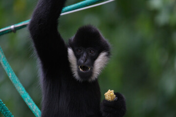 White Cheeked Gibbon Holding Food