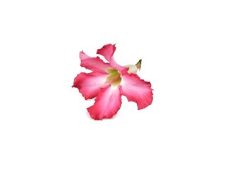 Pink desert rose flower (Adenium obesum) isolated on white background. Botanical photography for creative design 