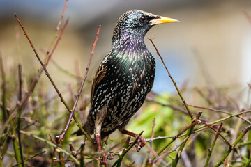 European Starling Perched on Branch
