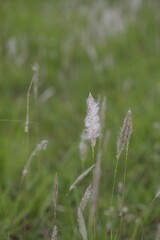 Obraz premium wild flowers in the grass, white fountain grass with grass nature background, green environment. 