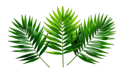 Close-up of three vibrant green palm fronds