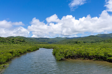 西表島の汽水域とマングローブ林