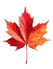 Obraz premium Vibrant autumnal maple leaf