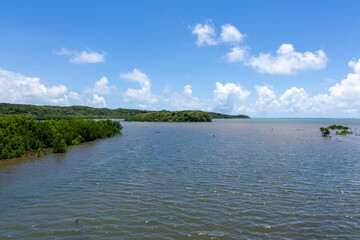 西表島の汽水域とマングローブ林