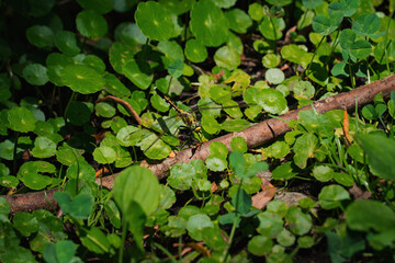 シオカラトンボ