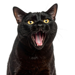 Feline Yawn: A captivating studio shot of a black cat mid-yawn, revealing its teeth and inviting a sense of playful intrigue. 