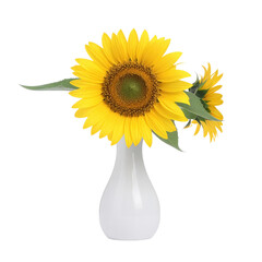 Radiant Sunflower Display: A captivating visual, a single sunflower's bright yellow petals burst forth from a minimalist white vase, showcasing botanical elegance and vibrant charm.
