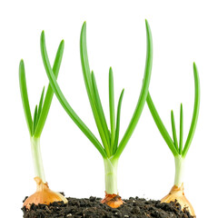 Trio of Onions: The image captures three onions, each with vibrant green shoots emerging from its bulb. These young plants stand upright, showcasing nature's fresh start.